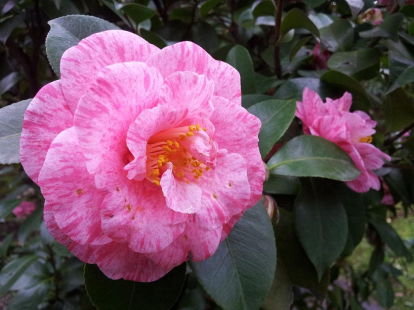 Las mejores ofertas de La Neffola Residence Neapolitan Riviera