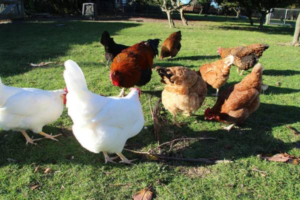 Las mejores ofertas de St Leonards Vineyard Cottages Marlborough