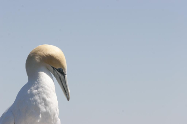 Las mejores ofertas de Chocolate Gannets Great Ocean Road