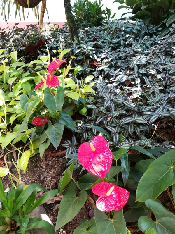 La Campana Hotel Boutique