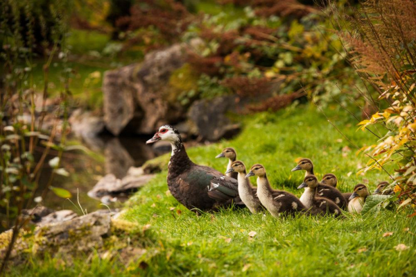 Las mejores ofertas de The Stronlossit Inn Fort William