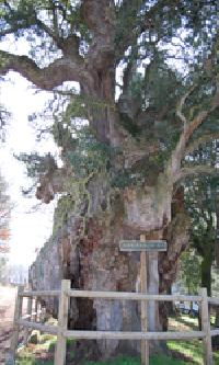 Las mejores ofertas de Casa Da Cruz A pobra do Brollán 