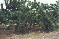 Las mejores ofertas de El Pastor Piornal 