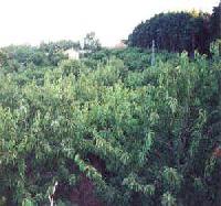 Las mejores ofertas de Majada de Albarrán Piornal 