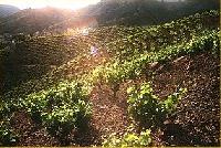 Las mejores ofertas de L'era La Torre De Fontaubella 