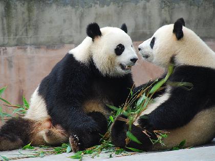 BELLEZAS DE CHINA - FIN CANTON 