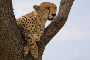 KENIA SEMANA SANTA Y PUENTE DE MAYO 