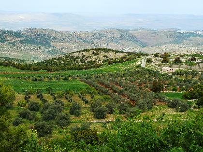 RAÍCES DE JORDANIA Y DESIERTO RAÍCES DE JORDANIA Y DESIERTO