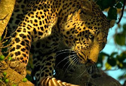 label[Travel_to_938] Kenia Viajes y Circuitos por Kenia Ofertas de viajes a  Kenia