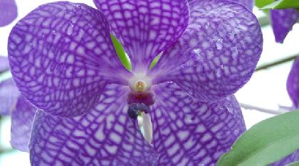 label[Travel_to_938] Tailandia Viajes y Circuitos por Tailandia Ofertas de viajes a  Tailandia