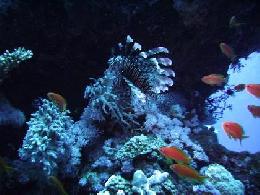 travel offers in Sharm El Sheikh