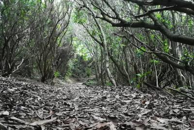 Caminos de aire puro