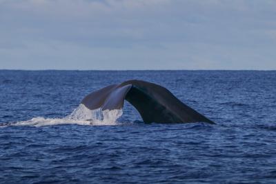 Observación de Ballenas y Delfines en las Azores, Isla Terceira | OceanEmotion