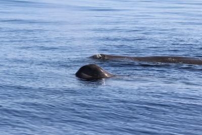 Avistamiento de ballenas y delfines | water4fun