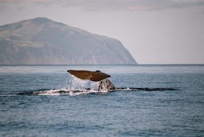 Tour de avistamiento de ballenas y delfines en la isla de Terceira