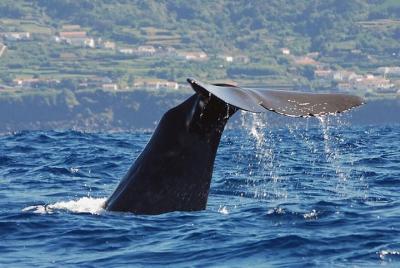 Avistamiento de ballenas