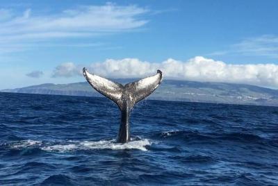 Avistamiento de ballenas y delfines