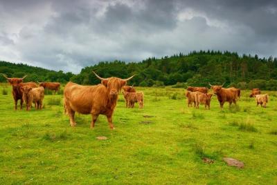 Excursión privada de lujo a las tierras altas de Escocia con conductor escocés