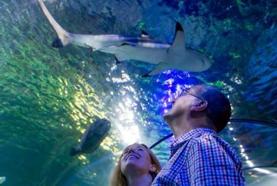 Boleto de entrada general de SEA LIFE Loch Lomond