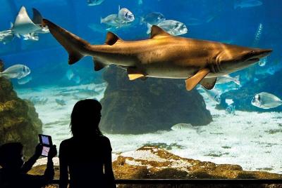 Entrada Evite las colas al acuario de Barcelona