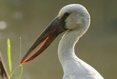 Observación de aves en Diyasaru Uyana desde el monte Lavinia