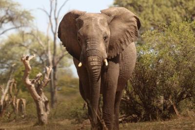 Excursión de medio día al safari privado de Victoria Falls con recogida