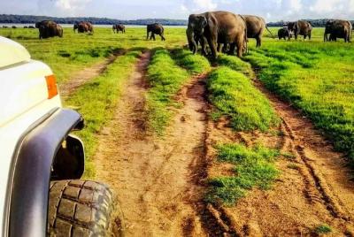 Excursión privada de safari al parque nacional Minneriya y luciér