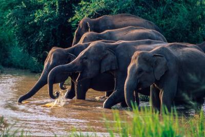 Safari en el Parque Nacional Wasgamuwa desde Habarana