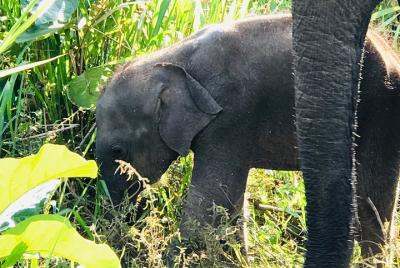 Experiencia privada de medio día en el Parque Nacional Minneriya
