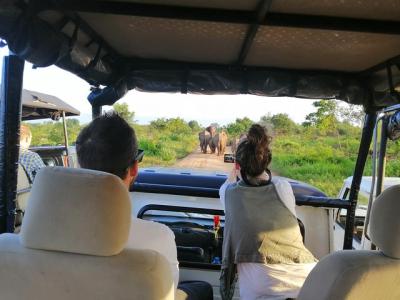 Jeep Safari para ver la reunión de elefantes en el Parque Naciona