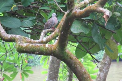 Visita al pueblo de Bentota