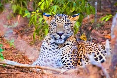 Safari en el Parque Nacional Yala desde Ahungalla