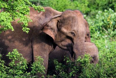 Udawalawe de Bentota (2 días)