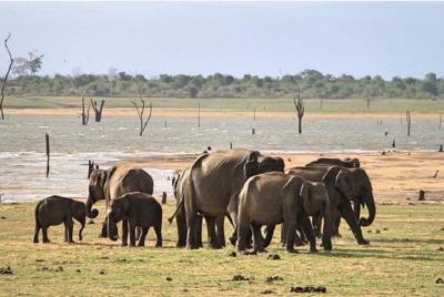 Excursión de un día al safari de Udawalawe desde Induruwa