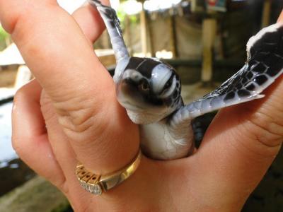 Yala Galle 2 Días Tour