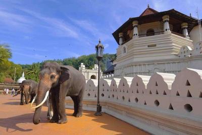 Tour de 3 días a Kandy Nuwara Eliya y Sigiriya desde Ahungalla
