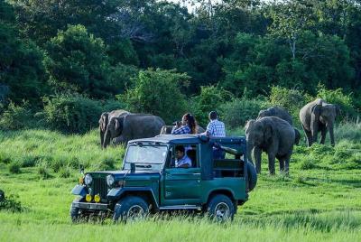 Excursión de un día a Udawalawe Safari desde Bentota y alrededores - Todo incluido