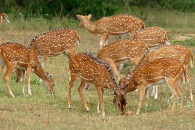 Excursión de un día al safari de Udawalawe desde Bentota
