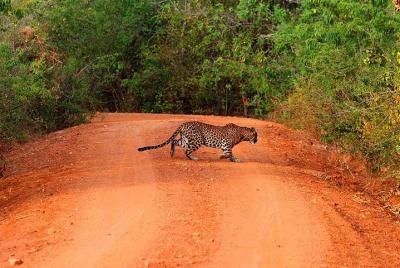 Excursión de un día a Yala Safari desde Bentota y alrededores - Todo incluido