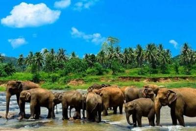 Excursión de un día a Kandy con la fábrica de té desde las zonas de Ahungalla y Kosgoda: todo incluido