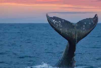 Avistamiento de ballenas Excursión de un día desde Bentota.
