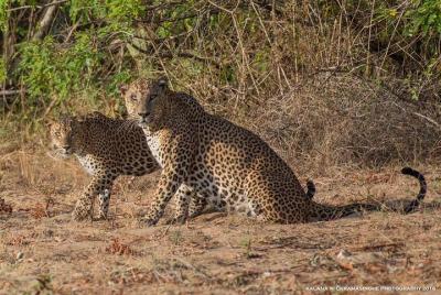 Safari privado de leopardo de 02 días en Yala desde Bentota