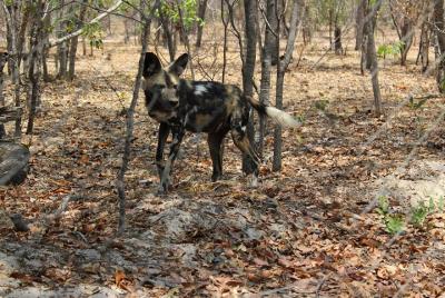 Excursión de un día a Hwange e interacción con perros pintados