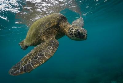Esnórquel con tortugas marinas en Mirissa Esnórquel con tortugas marinas en Mirissa