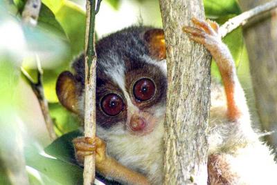 Loris mirando en la selva tropical de Sinharaja Loris mirando en la selva tropical de Sinharaja