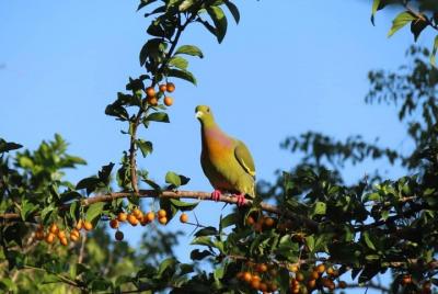 Observación de aves Kalametiya, viaje a la laguna Safari desde cualquier hotel en la provincia del sur Observación de aves Kalametiya, viaje a la laguna Safari desde cualquier hotel en la provincia del sur