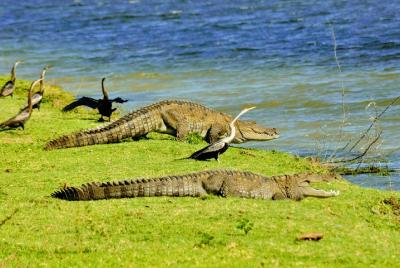 Parque Nacional Bundala, Safari privado Tour