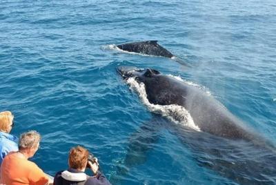 Excursión de un día para observar ballenas desde Colombo Excursión de un día para observar ballenas desde Colombo