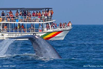 Avistamiento de ballenas mirrisa Avistamiento de ballenas mirrisa