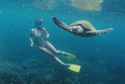 Snorkel con tortugas en Mirissa Snorkel con tortugas en Mirissa